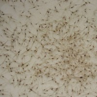 小蝦苗 溧陽蝦苗淡水養(yǎng)殖龍蝦苗對(duì)蝦苗 青蝦苗基圍蝦苗